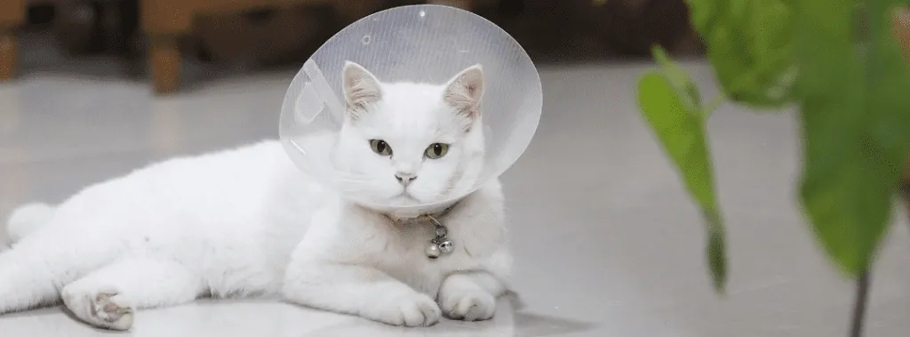Cat with Cone Recovering from Surgical Procedure